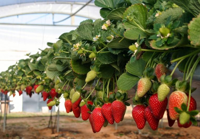 plantas de fresas - Viveros california