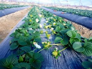 venta de plantas de fresas