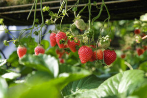 plantas de fresa